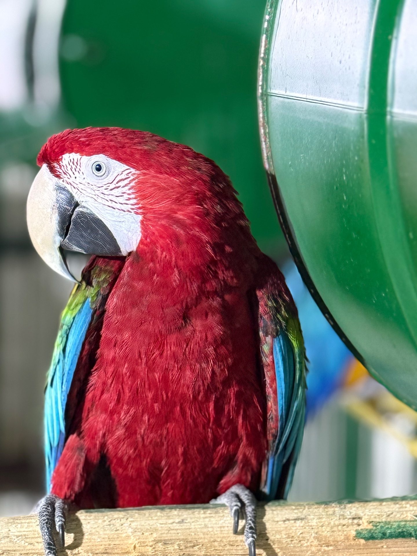 Взрослые попугаи Ара, есть готовые пары для размножения