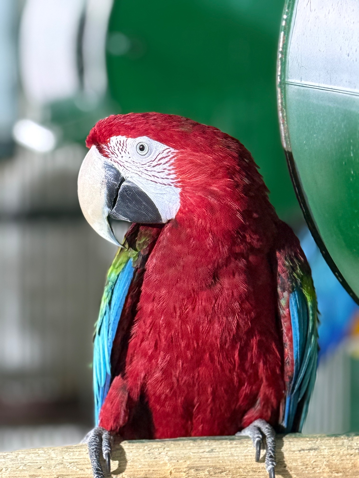 Взрослые попугаи Ара, есть готовые пары для размножения