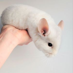 Шиншилята 🤍