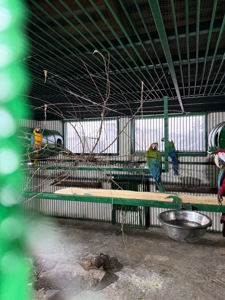 Взрослые попугаи Ара, есть готовые пары для размножения