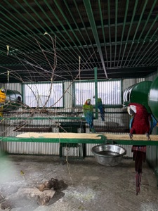 Взрослые попугаи Ара, есть готовые пары для размножения