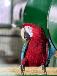 Взрослые попугаи Ара, есть готовые пары для размножения