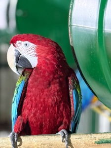 Взрослые попугаи Ара, есть готовые пары для размножения