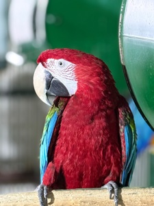 Взрослые попугаи Ара, есть готовые пары для размножения