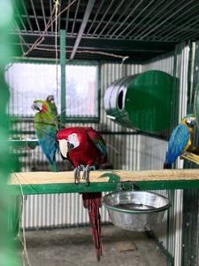Взрослые попугаи Ара, есть готовые пары для размножения