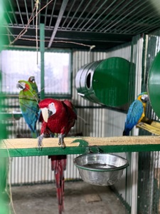 Взрослые попугаи Ара, есть готовые пары для размножения