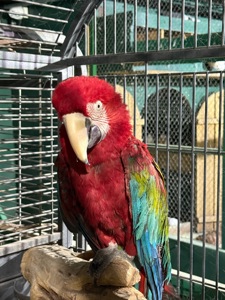 Взрослые попугаи Ара, есть готовые пары для размножения