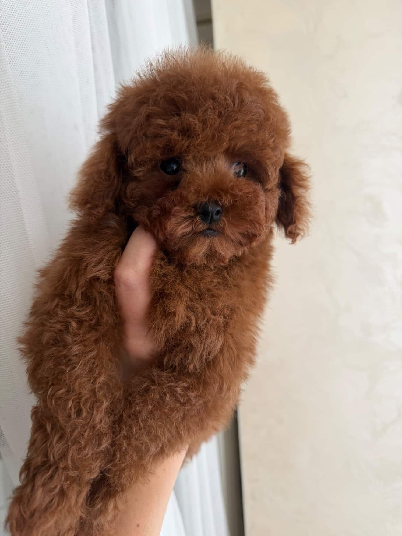 Гарненький хлопчик шукає родину