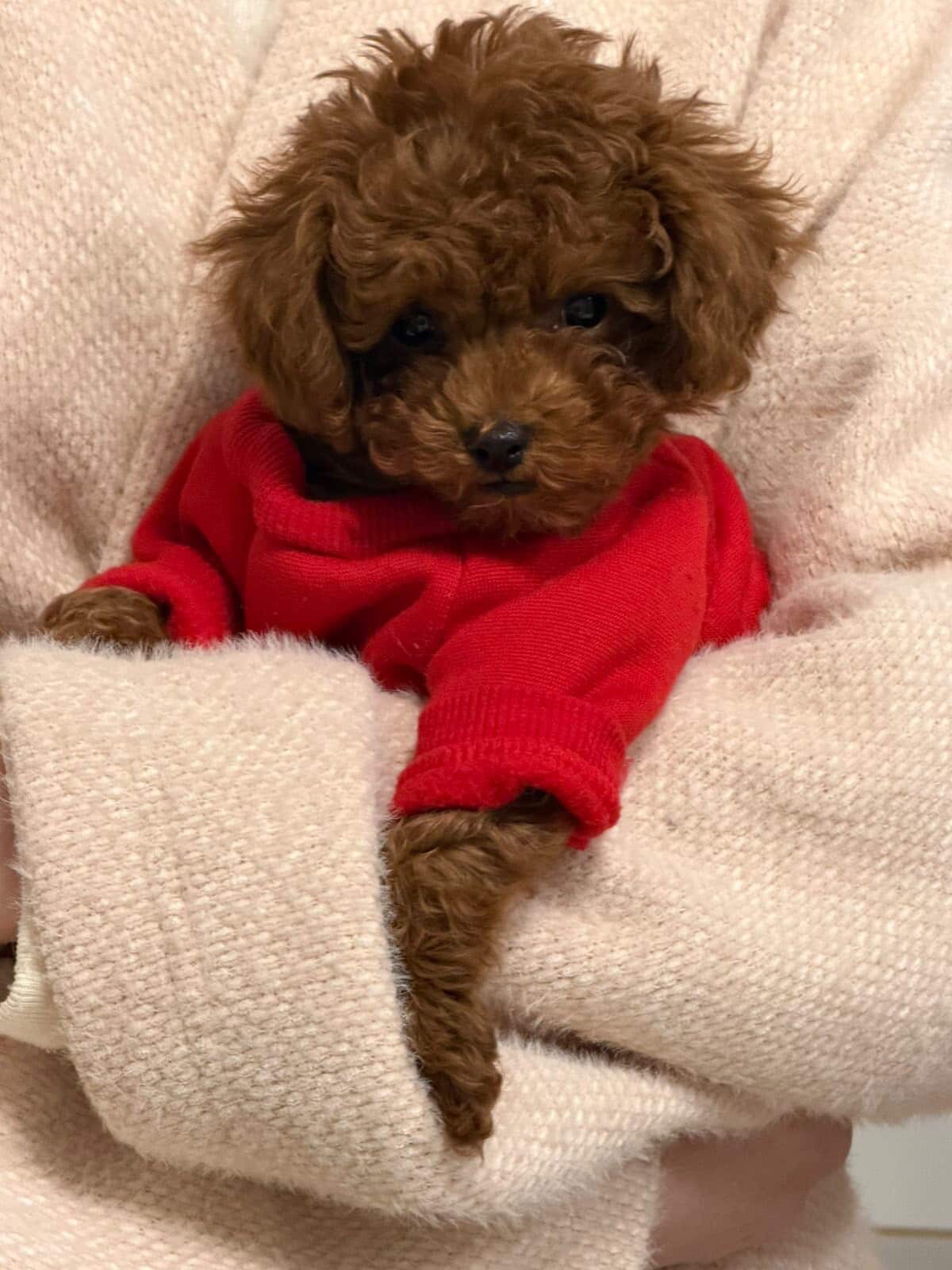 Гарненький хлопчик шукає родину