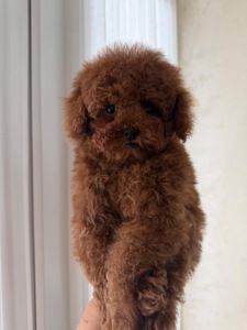 Гарненький хлопчик шукає родину