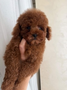 Гарненький хлопчик шукає родину