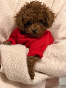 Гарненький хлопчик шукає родину