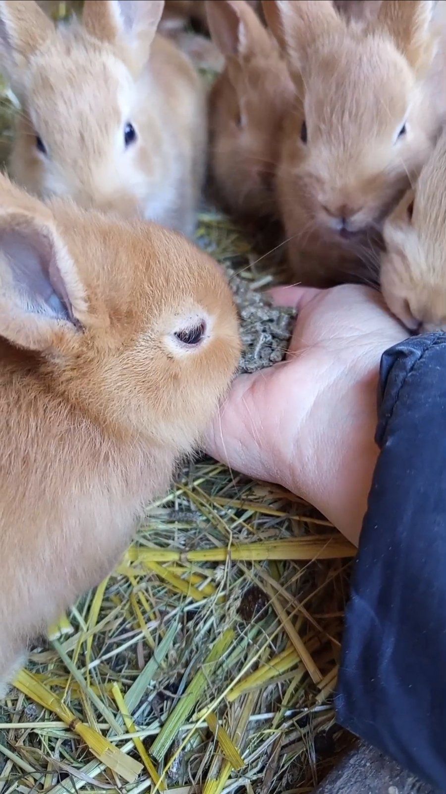 Кролик декоративний