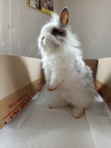 Кролик декоративний