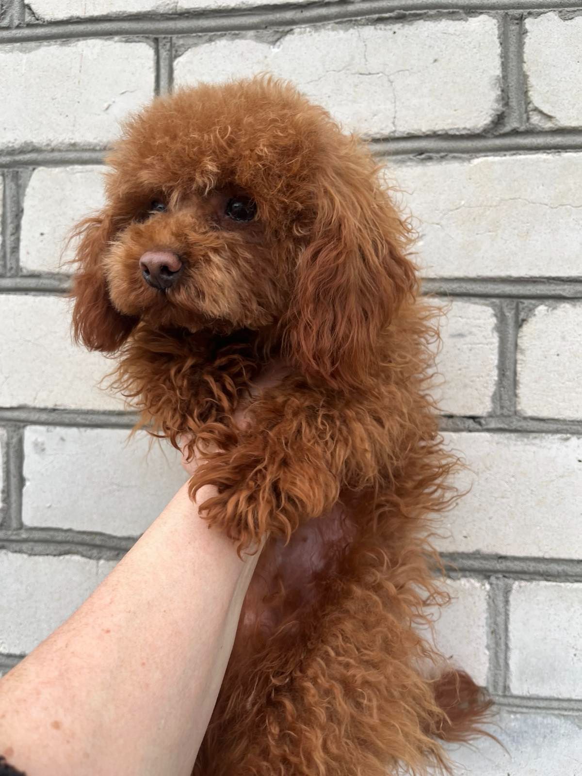 Той пудель мальчик