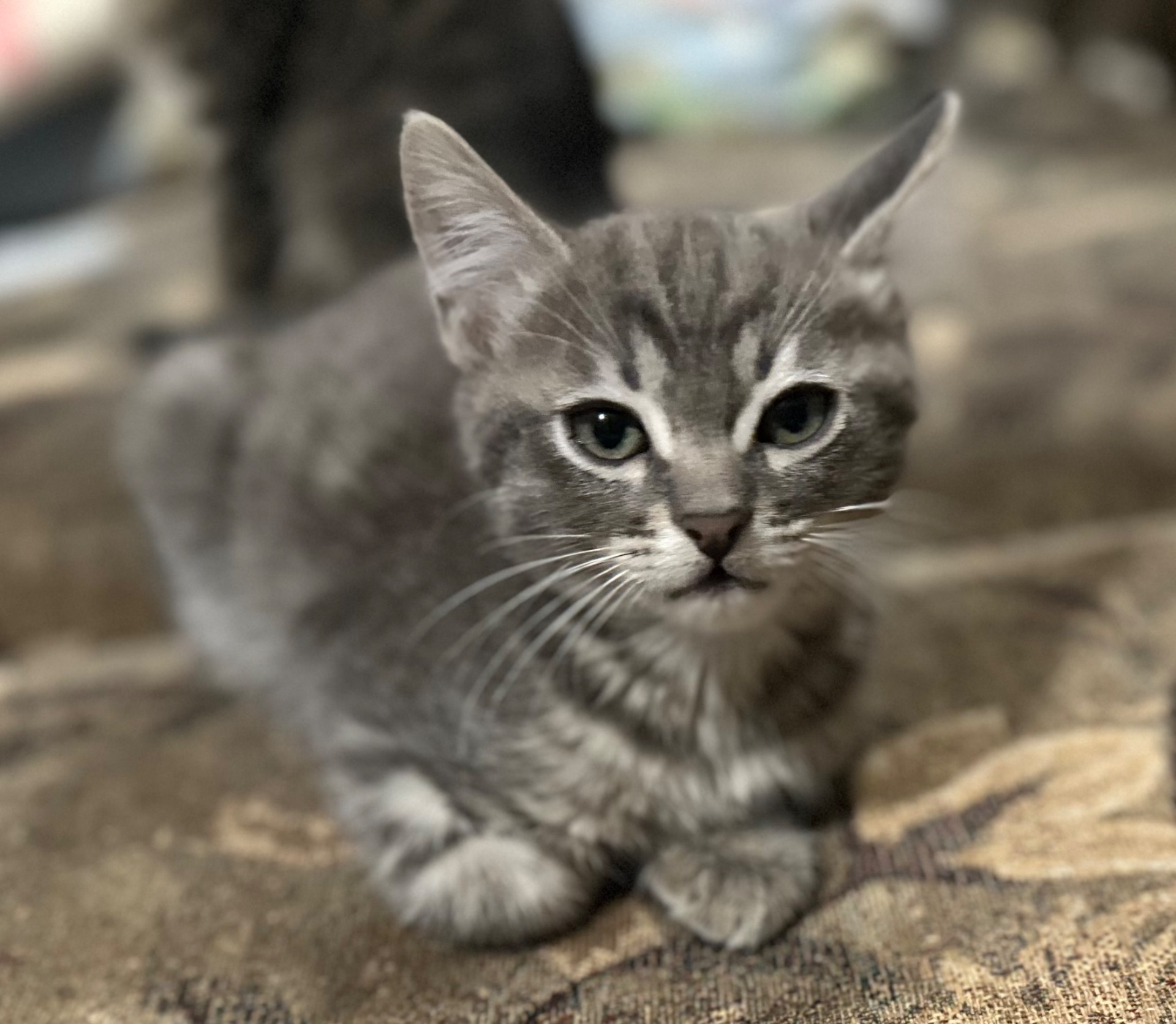 Котята немає породи