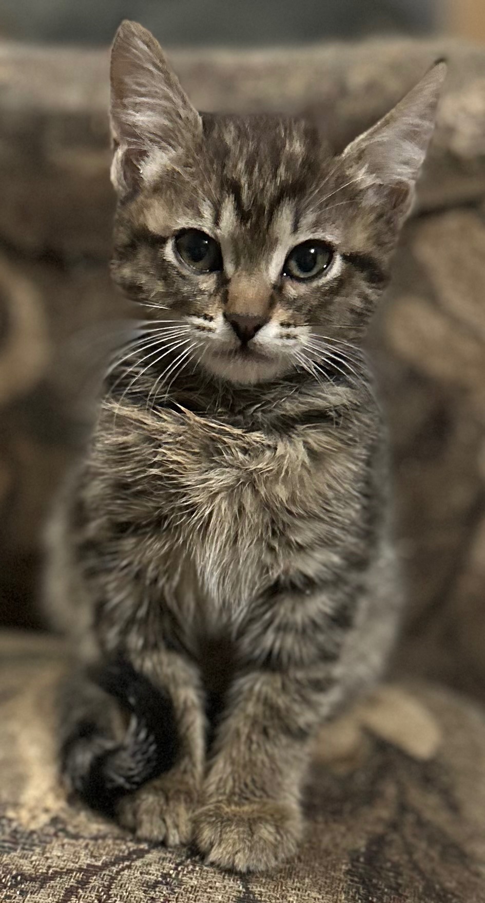 Котята немає породи