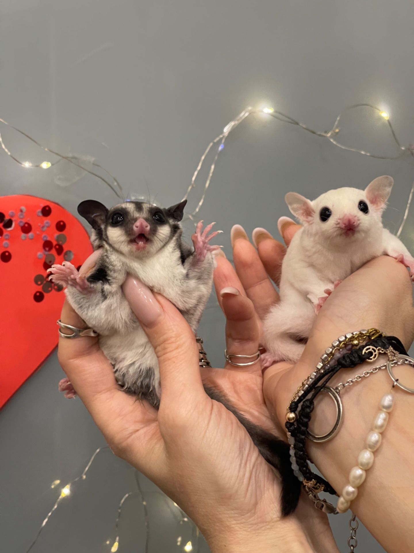 Цукрова білочка, цукровий поссум, білка летяга