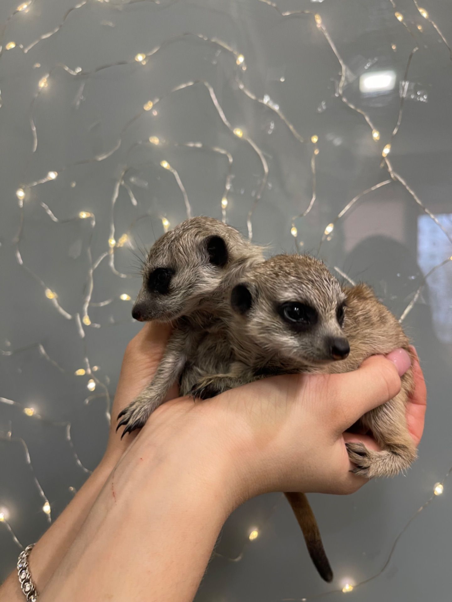 Маленькі ручні дітки сурикати