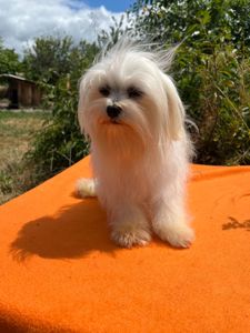 Мальтезе мальчик