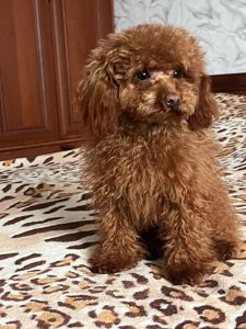 Той пудель мальчик