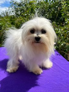 Мальтезе мальчик