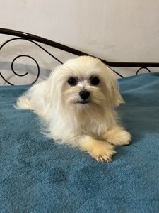 Мальтезе мальчик