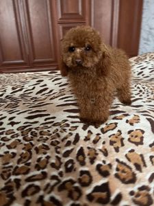 Той пудель мальчик