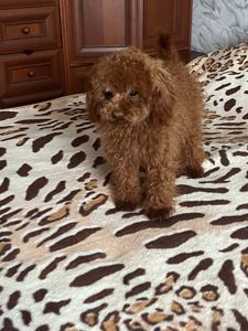 Той пудель мальчик