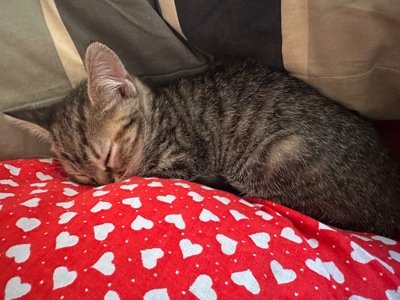 Котята немає породи