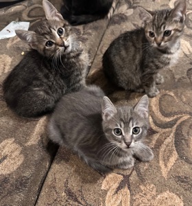 Котята немає породи