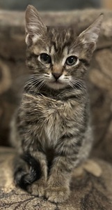 Котята немає породи