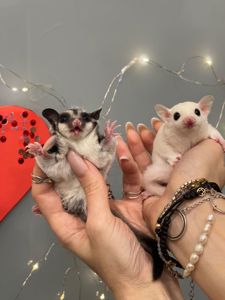 Цукрова білочка, цукровий поссум, білка летяга