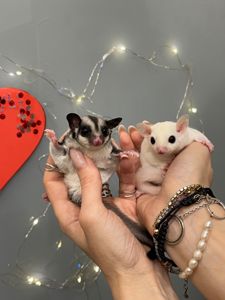 Цукрова білочка, цукровий поссум, білка летяга