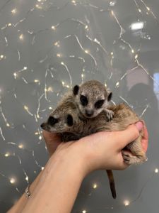 Маленькі ручні дітки сурикати