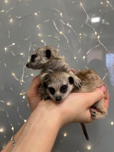 Маленькі ручні дітки сурикати