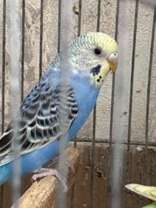 Продам хвилястих папуг 98 квартал є самці та самки