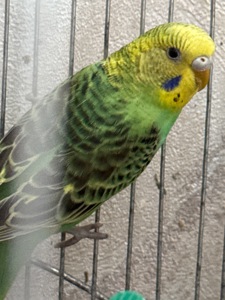 Продам хвилястих папуг 98 квартал є самці та самки