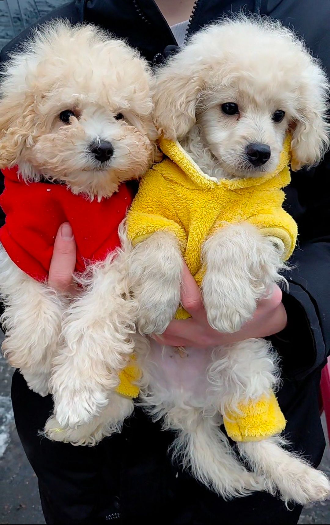 Шикарные братики