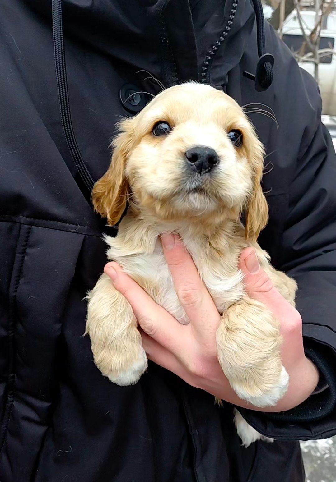 Шикарный мальчишка англичанин