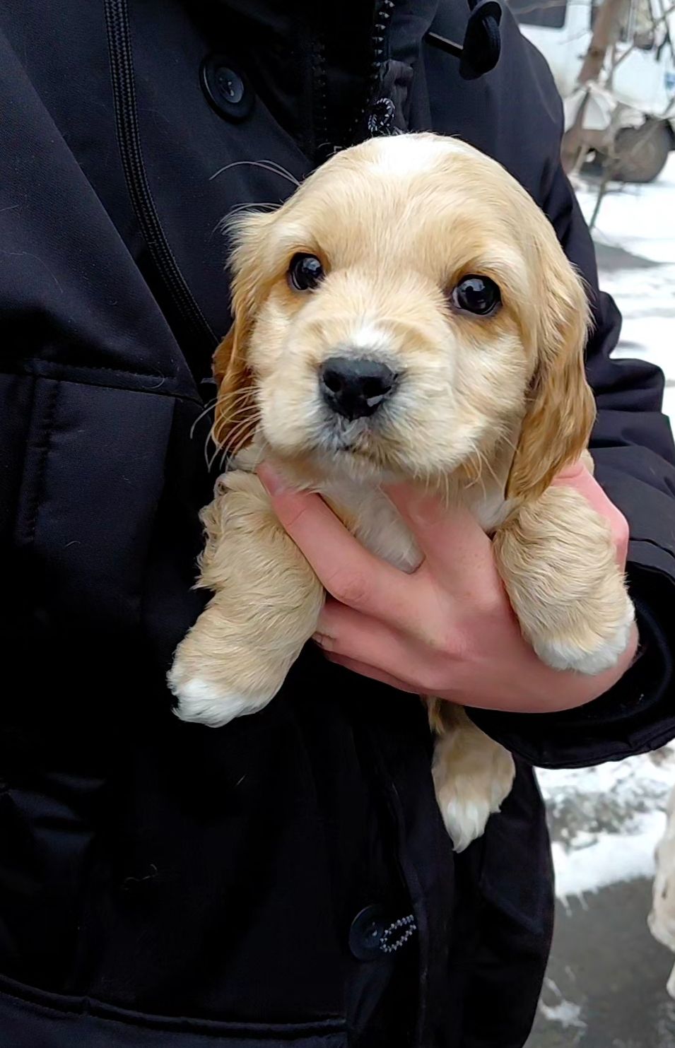 Шикарный мальчишка англичанин