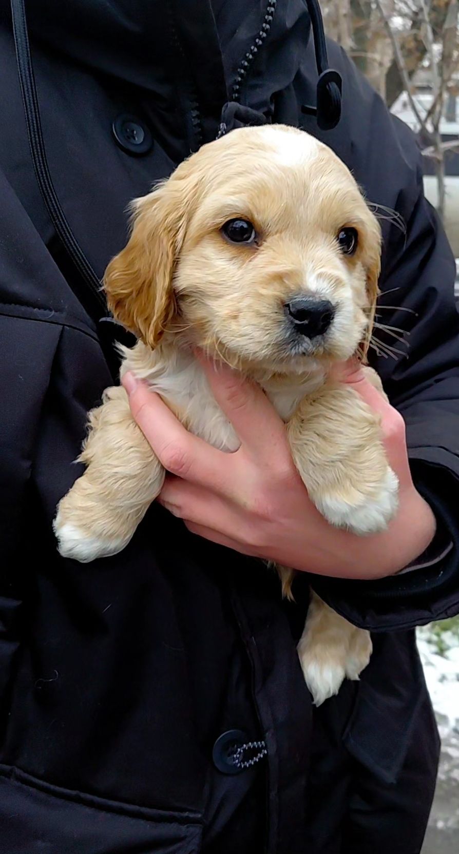 Шикарный мальчишка англичанин