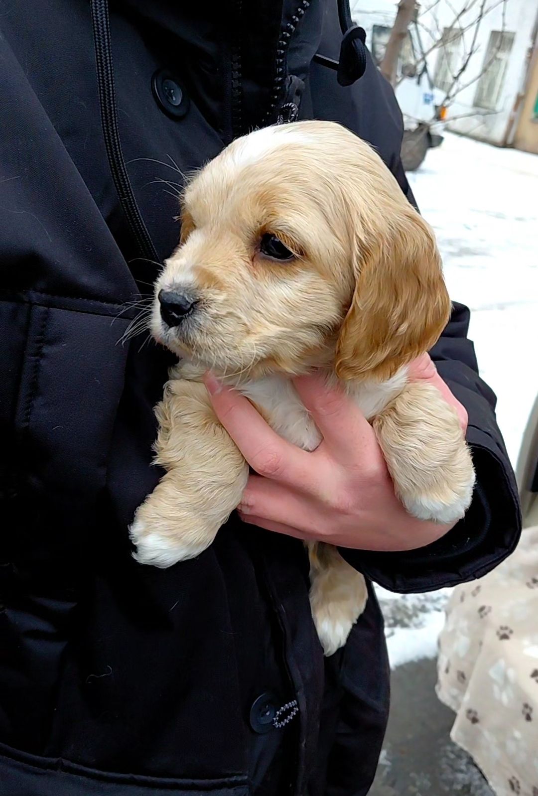 Шикарный мальчишка англичанин