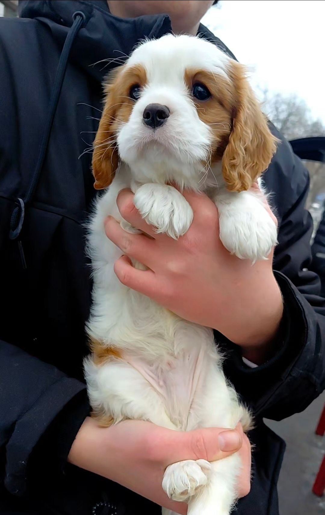 Шикарные мальчишки