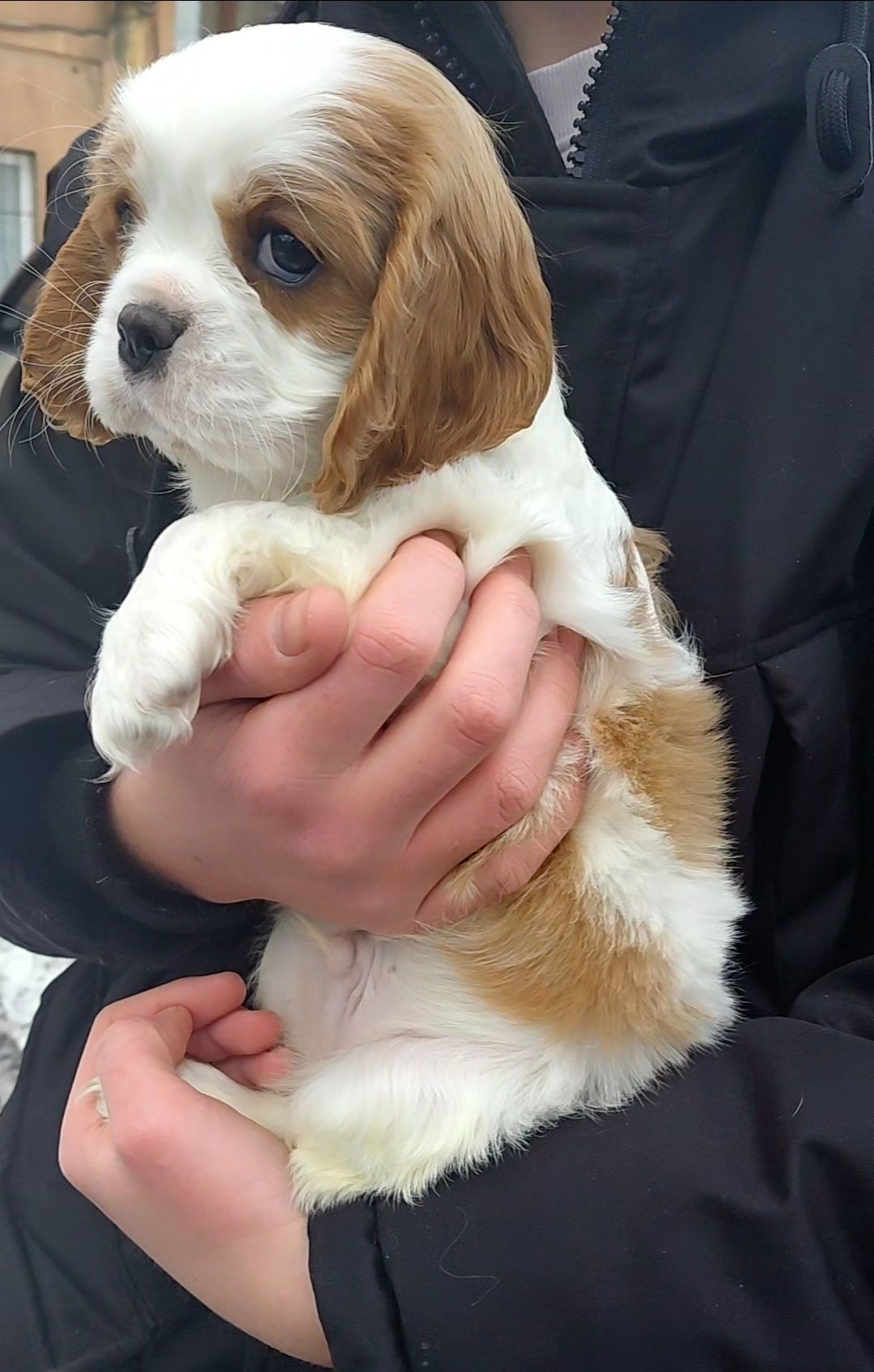 Шикарные мальчишки