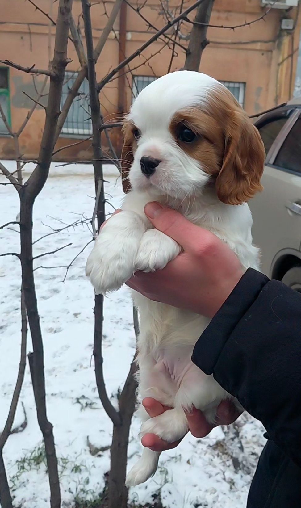 Шикарные мальчишки