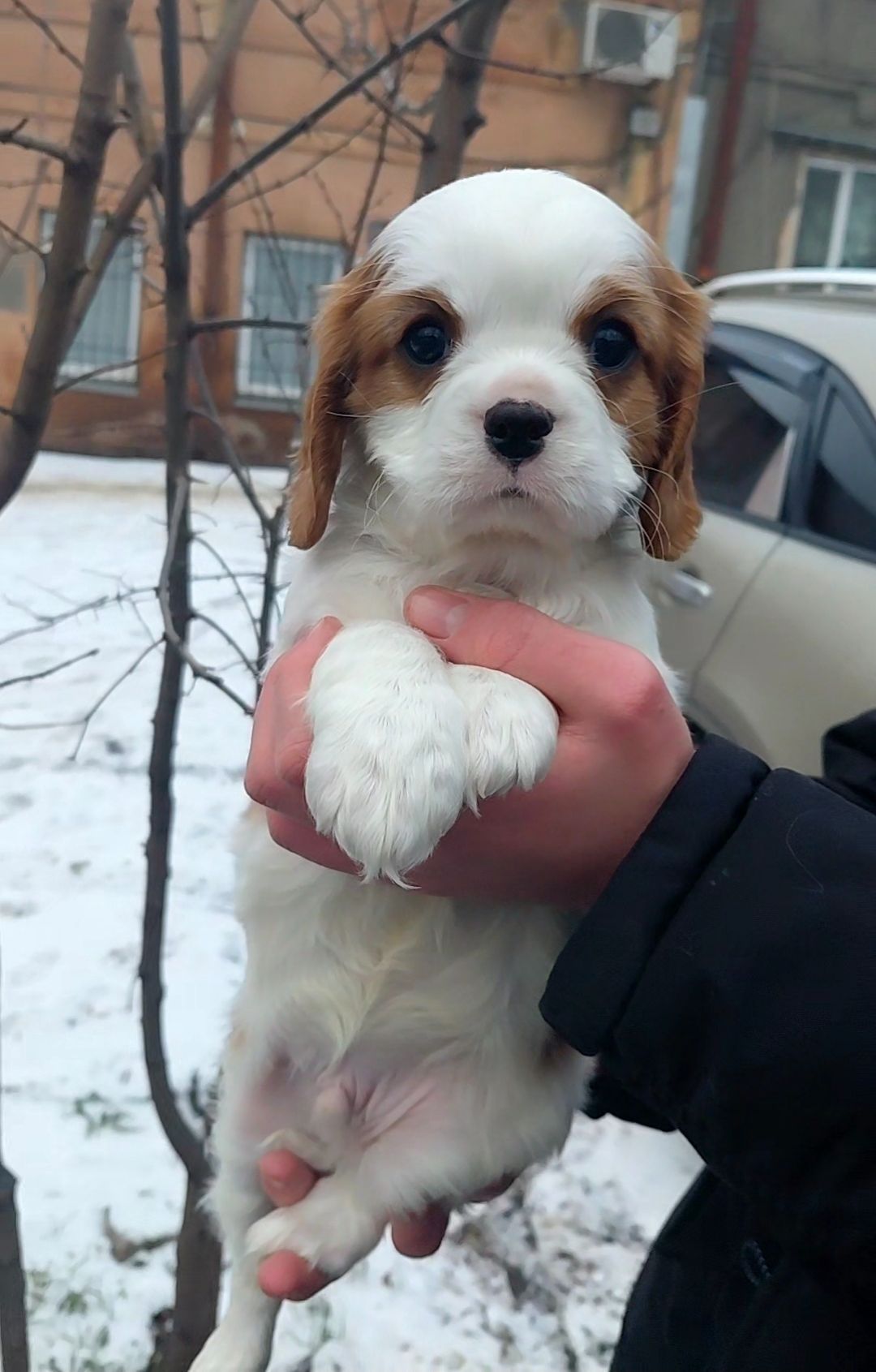 Шикарные мальчишки