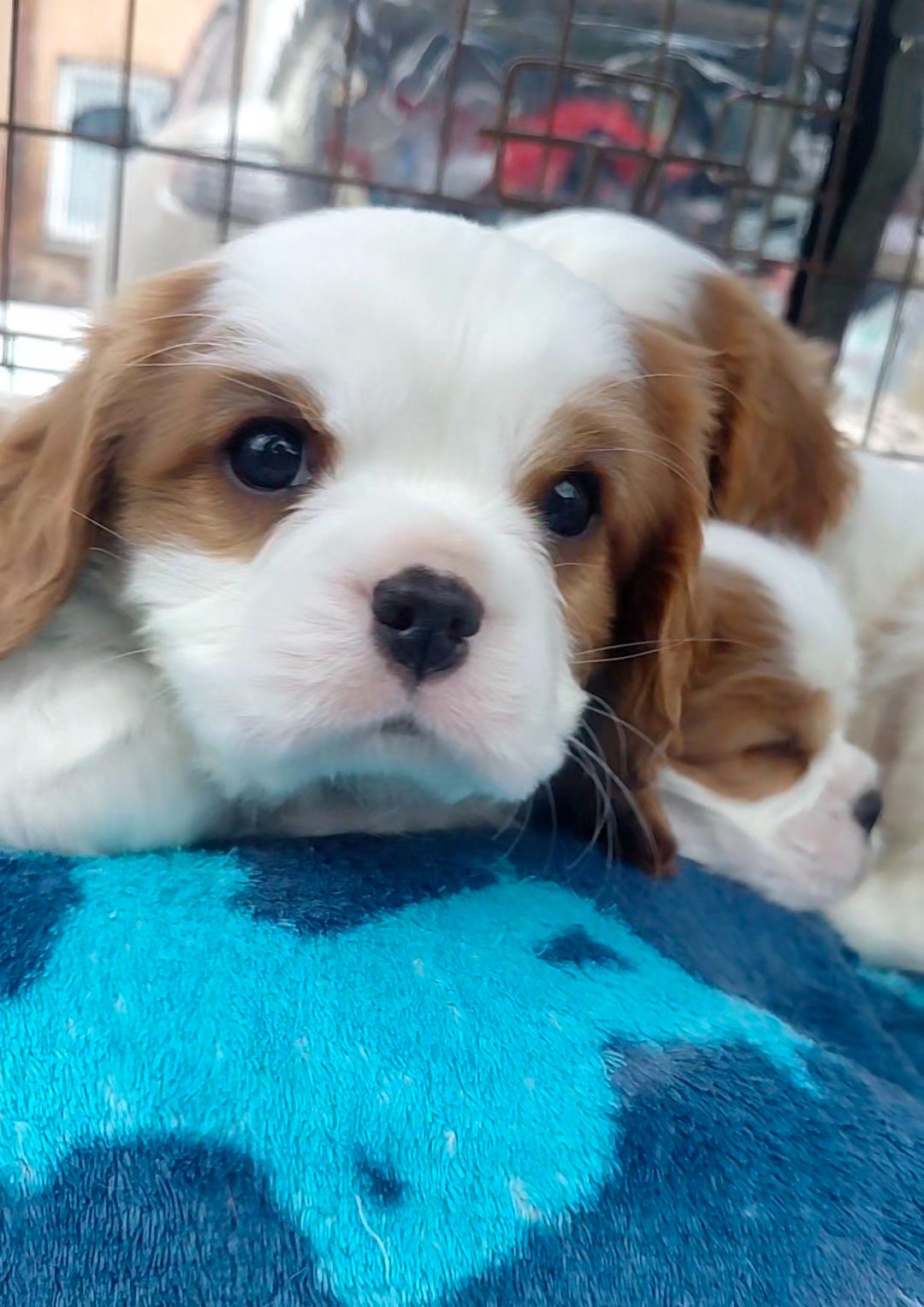 Шикарные мальчишки