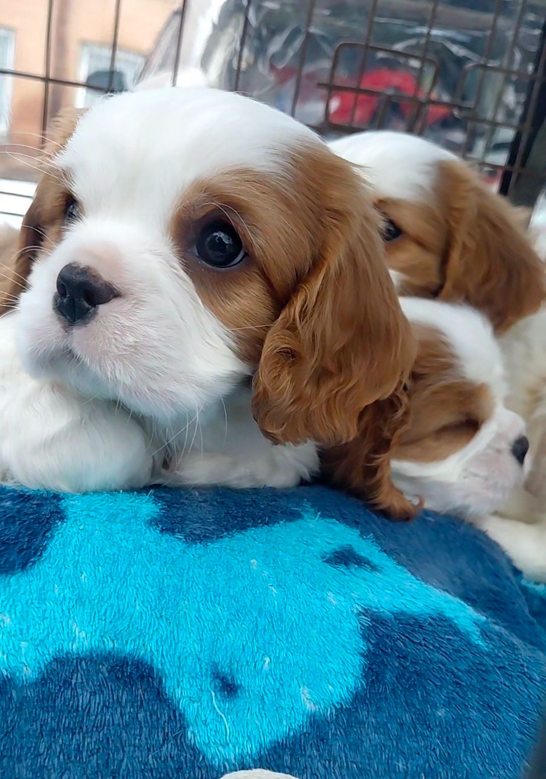 Шикарные мальчишки