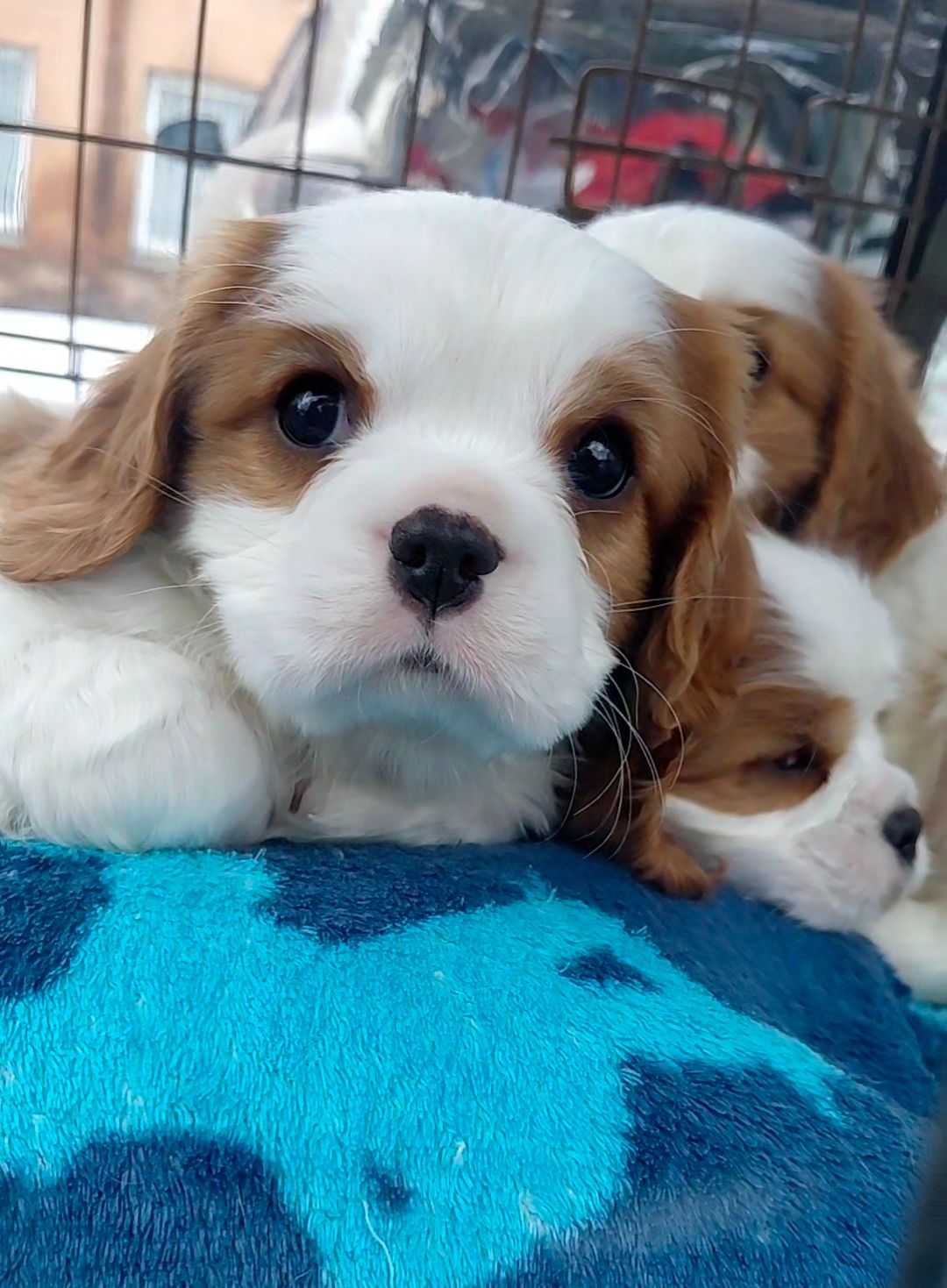 Шикарные мальчишки